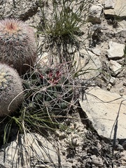 Hamatocactus hamatacanthus
