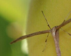 Emmelina
