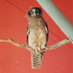 Rufous Owl photo 4