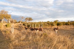 Struthio camelus australis
