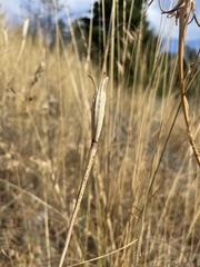 Calochortus macrocarpus