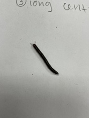 Cylindroiulus caeruleocinctus