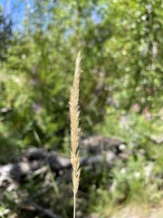 Trisetum spicatum