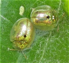 Cassida unimaculata