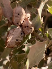 Plagiotrochus quercusilicis
