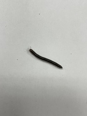 Cylindroiulus caeruleocinctus