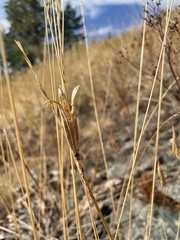 Calochortus macrocarpus