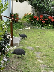 Numida meleagris coronatus