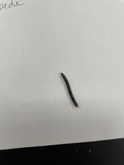 Cylindroiulus caeruleocinctus