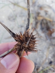 Cyperus capitatus