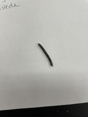 Cylindroiulus caeruleocinctus