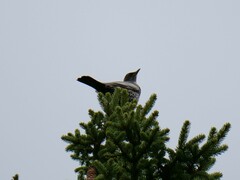 Turdus torquatus