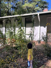 Erechtites hieraciifolius