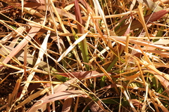 Setaria megaphylla