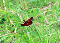 Neurothemis terminata