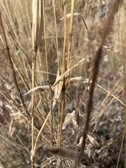 Calochortus macrocarpus