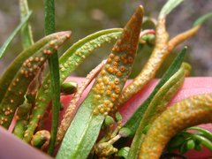 Puccinia mariae-wilsoniae