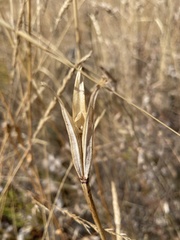 Calochortus macrocarpus