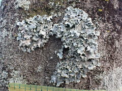 Parmotrema clavuliferum