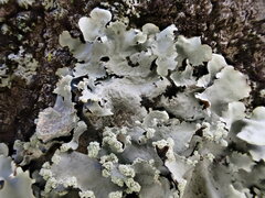 Parmotrema clavuliferum