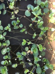 Bacopa