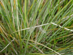 Lestes barbarus