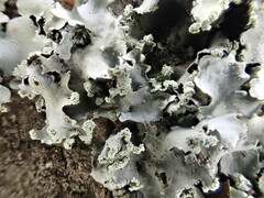 Parmotrema clavuliferum