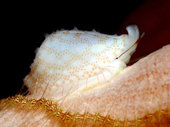 Diminovula concinna