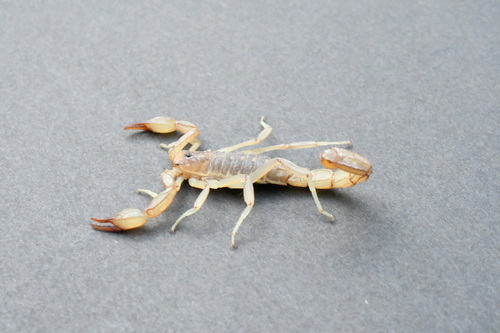 Chihuahuanus kovariki