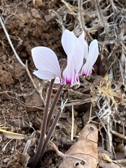 Cyclamen graecum graecum