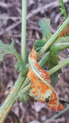 Coleosporium senecionis