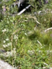Trisetum cernuum