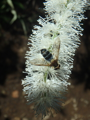 Leucozona glaucia