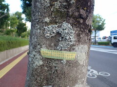 Parmotrema clavuliferum