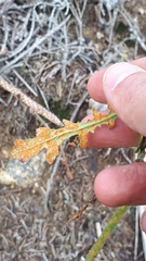 Coleosporium senecionis