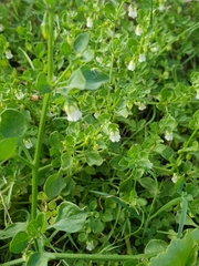 Salpichroa origanifolia