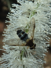 Leucozona glaucia