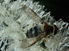 Leucozona glaucia