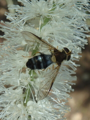 Leucozona glaucia