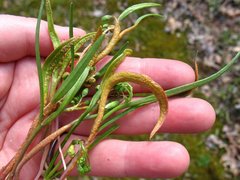 Puccinia mariae-wilsoniae