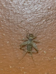 Gryllodes sigillatus