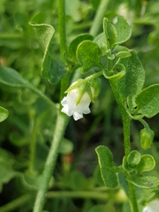 Salpichroa origanifolia