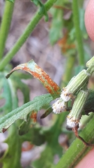 Coleosporium senecionis