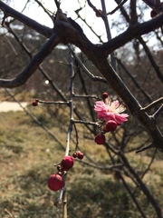 Prunus mume