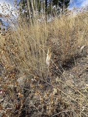 Pseudoroegneria spicata