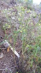 Coleosporium senecionis