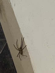 Heteropoda venatoria