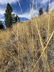 Pseudoroegneria spicata