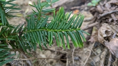 Taxus