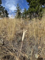 Calochortus macrocarpus